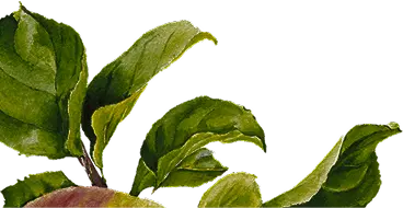 Branch
